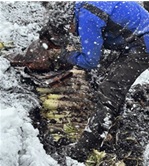 吹雪の中、「雪の下大根」を収穫中